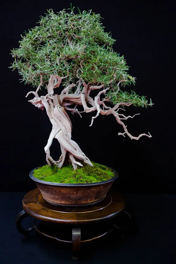 exposition bonsai juniperus
