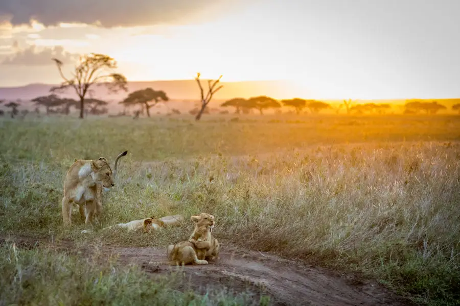 Coucher de soleil sur la savane du Serengeti, Tanzanie
