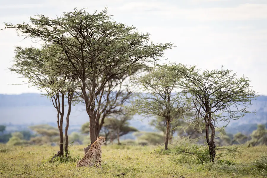 Guépard à l'affût dans le Serengeti, Tanzanie