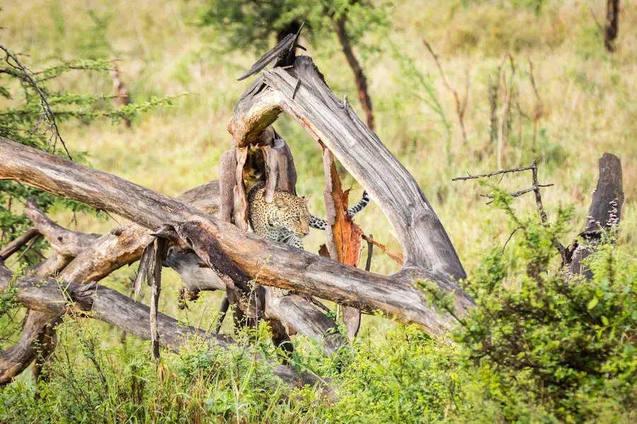 Léopard solitaire dans la savane du Serengeti, Tanzanie