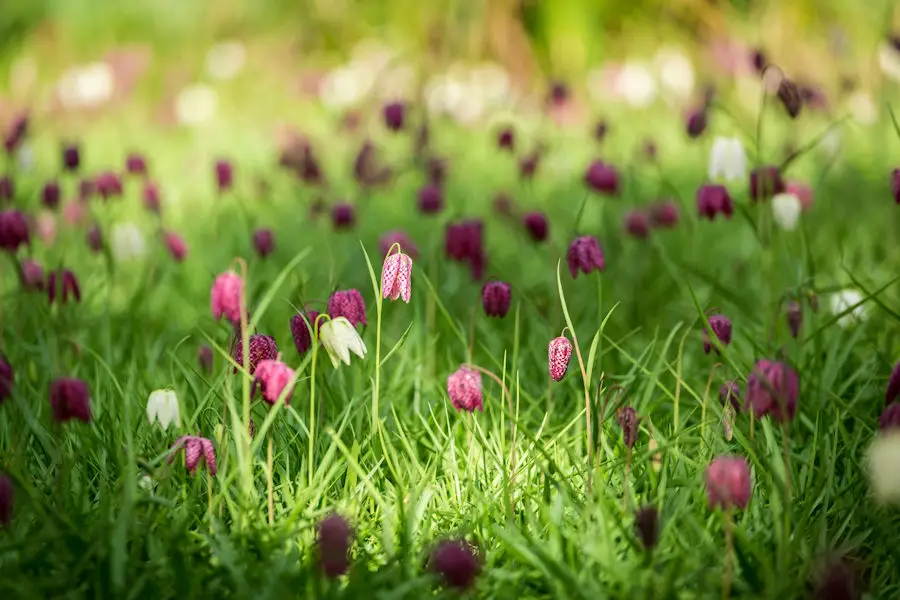 Fleurs de fritillaria meleagris en gros plan
