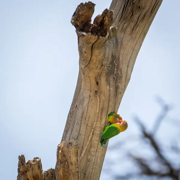 Couple d'oiseaux perchés dans le Serengeti, Tanzanie