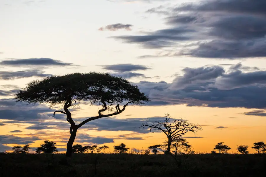 Lever de soleil sur la savane du Serengeti, Tanzanie