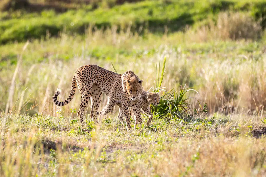 Mère guépard et son petit dans le Serengeti, Tanzanie